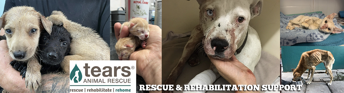 Online Giving Header